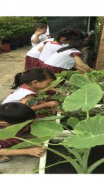Trẻ chăm sóc vườn rau, vườn hoa trong sân trường